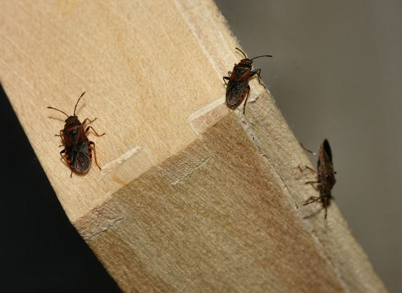 Lygaeidae: Arocatus melanocephalus di Caselette-Torino